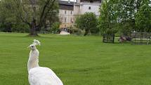 Krásy zámku i místního parku přijely do Blatné obdivovat i děti z MŠ Rosovice u Příbrami.