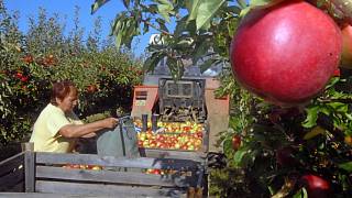 Samosběr jablek je v Životicích stále velkým lákadlem - Moravskoslezský  deník