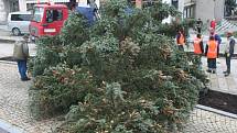 Vánoční stromy na Velkém náměstí ve Strakonicích. Jedli vystřídal smrk. Ten se při osazování zřítil k zemi - prasklo lano.
