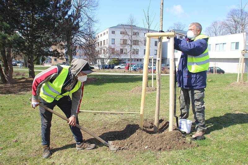 Sázení stromů ve Strakonicích.