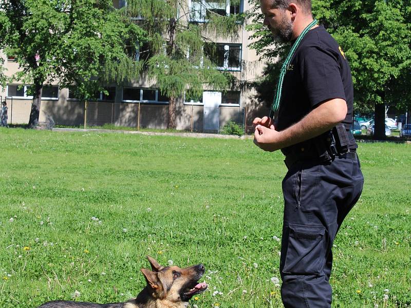 Prvňáčci ze ZŠ Dukelská viděli ve čtvrtek dopoledne výcvik služebních policejních psů. Na snímku psovod Jiří Pixa a Michal Hrachovec předvádějí, co umí cvičený policejní pes - německý ovčák Xell.