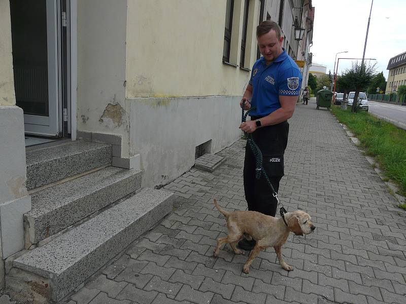 Stařičký kokršpaněl se zaběhl a nenašel už cestu domů. S páníčkem se shledal za dva dny.