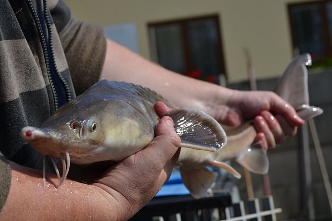 Cílem dlouhodobého pokusu je vyhodnotit nejlépe rostoucí populace jeseterů pro rybniční akvakulturu.