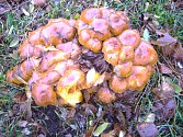 Začínají růst zimní houby.