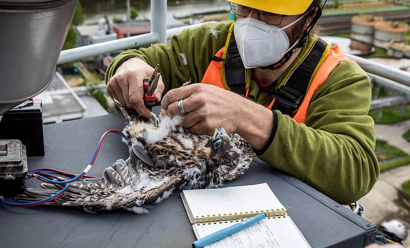 EXTERNÍ FOTOGRAFIE >>> Zdroj: archiv ORLEN Unipetrol RPA Střední Čechy (31. 5. 2021) – Radostné je letos počítání mláďat sokola stěhovavého v areálech chemických závodů na Mělnicku, kde si tito ohrožení dravci oblíbili hnízdění na vysokých komínech zajišť