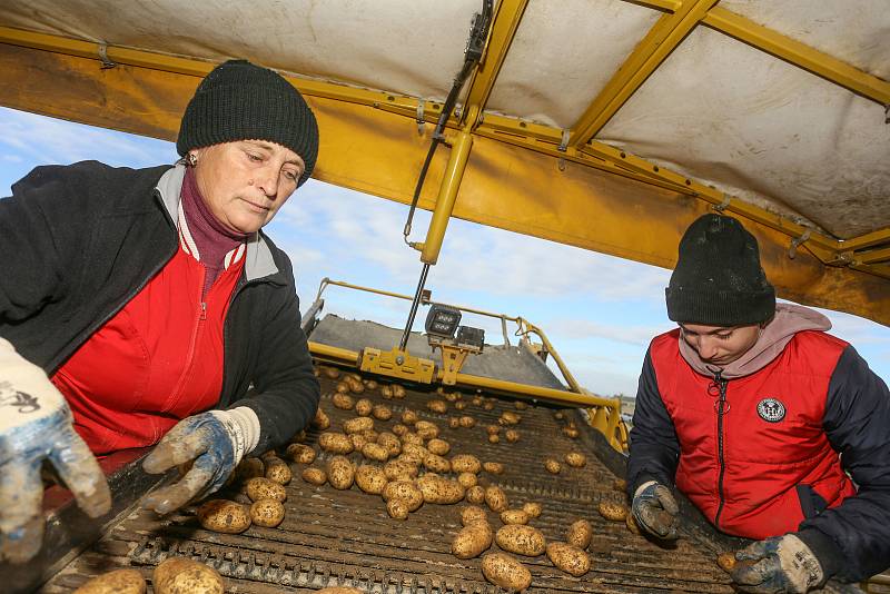 Ze sběru a uskladnění pozdních brambor na farmě v Zálezlicích.