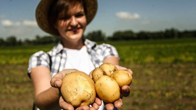 Zahájení sklizně velmi raných brambor představila v pondělí na farmě v Zálezlicích na Mělnicku pěstitelská společnost Hanka Mochov.