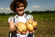 Zahájení sklizně velmi raných brambor představila v pondělí na farmě v Zálezlicích na Mělnicku pěstitelská společnost Hanka Mochov.