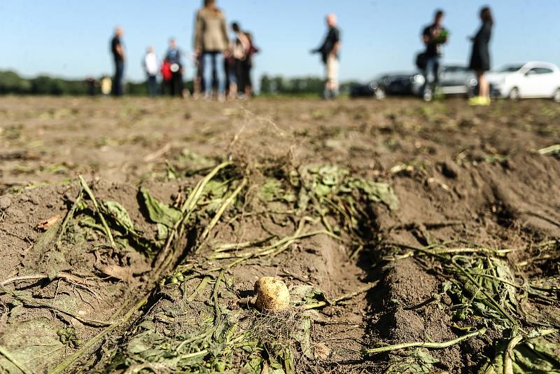 Zahájení sklizně velmi raných brambor představila v pondělí na farmě v Zálezlicích na Mělnicku pěstitelská společnost Hanka Mochov.