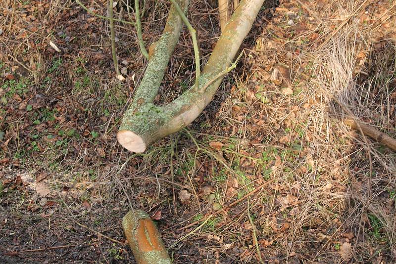 Pondělní vichřice za sebou zanechala popadané stromy také na silnici nedaleko Mšena směrem na Vrátno.