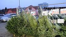 Prodejna Hecht jako první zahájíla prodej vánočních stromků - už minulý týden.