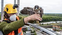 EXTERNÍ FOTOGRAFIE >>> Zdroj: archiv ORLEN Unipetrol RPA Střední Čechy (31. 5. 2021) – Radostné je letos počítání mláďat sokola stěhovavého v areálech chemických závodů na Mělnicku, kde si tito ohrožení dravci oblíbili hnízdění na vysokých komínech zajišť