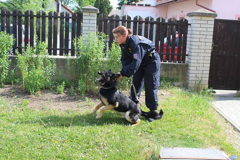 Policejní psovodi předváděli umění služebních psů na Základní škole v Lužci nad Vltavou.