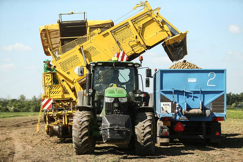 Zahájení sklizně velmi raných brambor představila v pondělí na farmě v Zálezlicích na Mělnicku pěstitelská společnost Hanka Mochov. Na Mělnicku je jednou z pěti či šesti firem, které už na Mělnicku sklízejí letošní brambory – přičemž z pole do obchodu se 