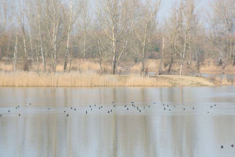 Ptačí "letiště" ve středočeských pískovnách.