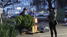 Prodejna Hecht jako první zahájíla prodej vánočních stromků - už minulý týden.