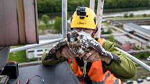 EXTERNÍ FOTOGRAFIE >>> Zdroj: archiv ORLEN Unipetrol RPA Střední Čechy (31. 5. 2021) – Radostné je letos počítání mláďat sokola stěhovavého v areálech chemických závodů na Mělnicku, kde si tito ohrožení dravci oblíbili hnízdění na vysokých komínech zajišť