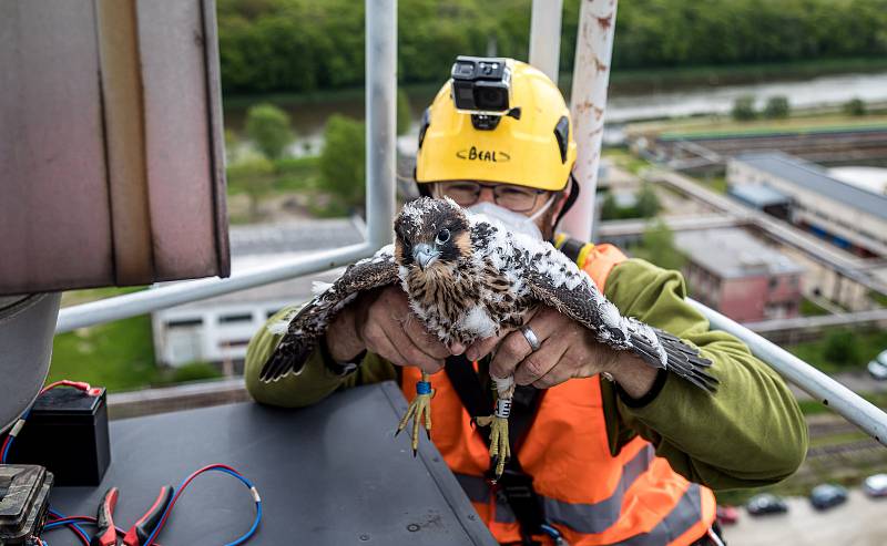 EXTERNÍ FOTOGRAFIE >>> Zdroj: archiv ORLEN Unipetrol RPA Střední Čechy (31. 5. 2021) – Radostné je letos počítání mláďat sokola stěhovavého v areálech chemických závodů na Mělnicku, kde si tito ohrožení dravci oblíbili hnízdění na vysokých komínech zajišť