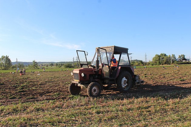 Samosběr brambor na farmě Hanč ve Vraňanech začal ve čtvrtek 7. září.