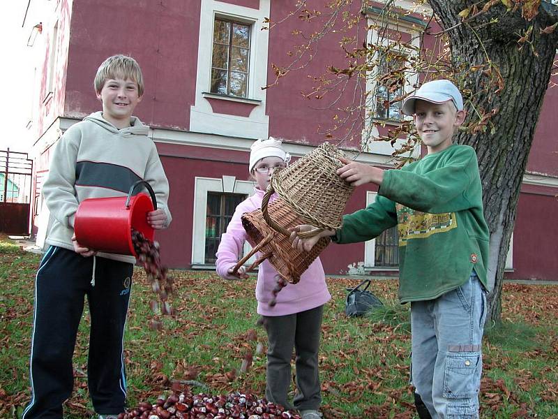 Sběr kaštanů na zámku v Kokoříně