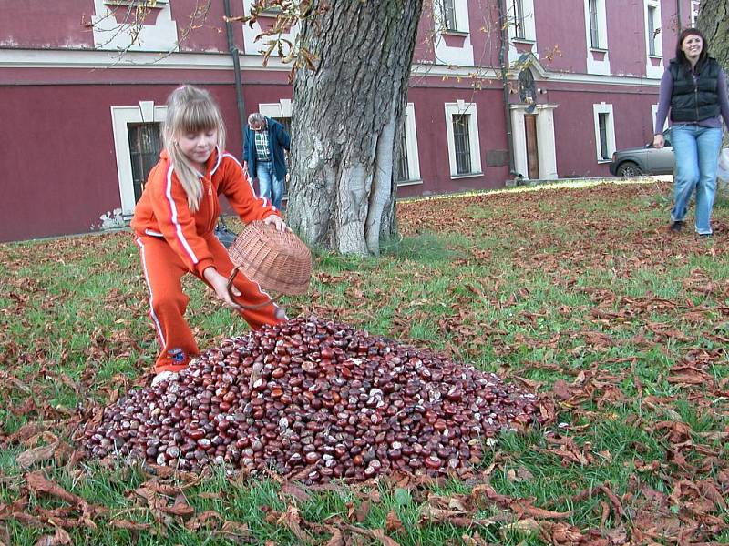 Sběr kaštanů na zámku v Kokoříně