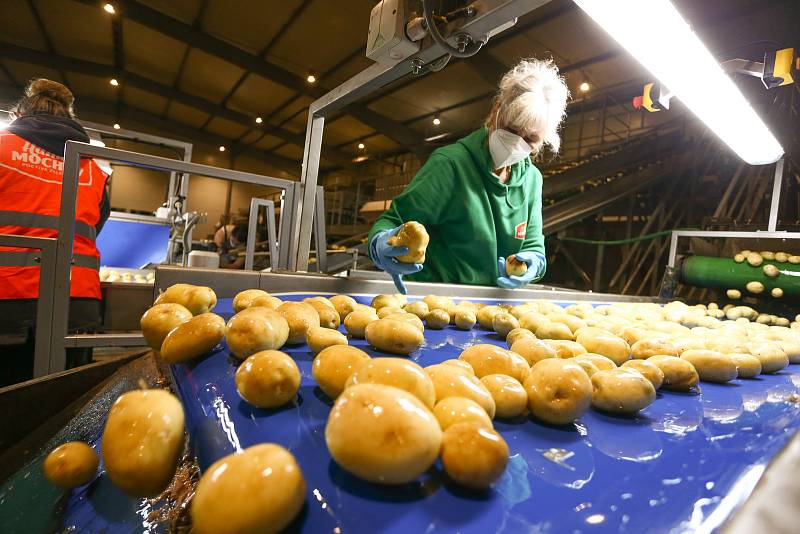 Zahájení sklizně velmi raných brambor představila v pondělí na farmě v Zálezlicích na Mělnicku pěstitelská společnost Hanka Mochov.