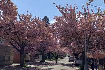Fričova ulice v době, kdy jsou sakury v plném květu.