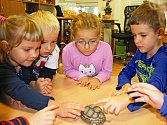 Ve škole se děti starají například i o páreček suchozemských želv.