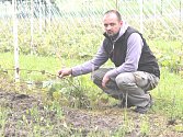 Velká voda a kroupy řádily podle mělnického vinaře Viléma Krause i na vinicích s podnožovou révou, která se používá na výrobu sazenic.