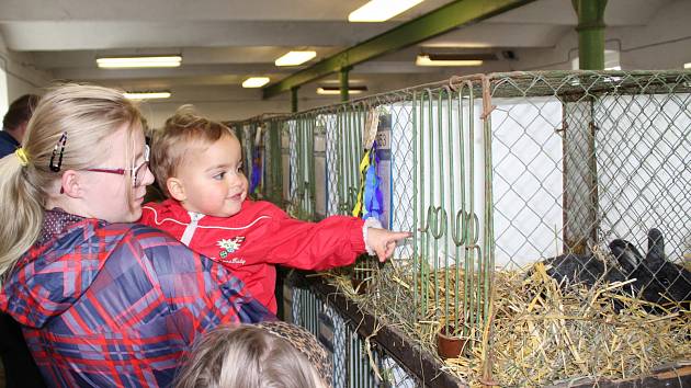 Na chovatelské výstavě v Cítově bylo k vidění téměř pět stovek králíků, asi 65 holubů a 129 kusů drůbeže.