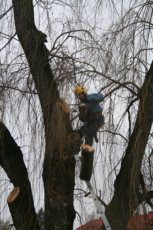 Kácení dvojice sedmdesátiletých vrb v Mělníku