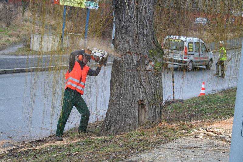 Kácení dvojice sedmdesátiletých vrb v Mělníku