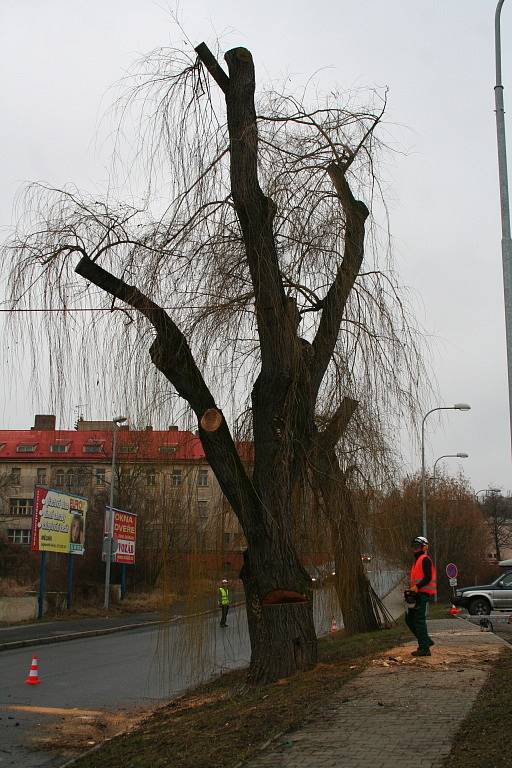 Kácení dvojice sedmdesátiletých vrb v Mělníku