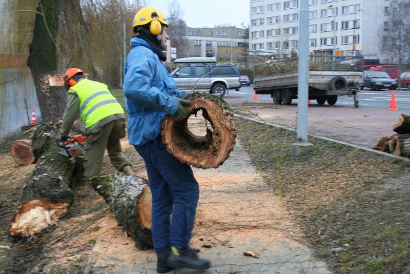 Kácení dvojice sedmdesátiletých vrb v Mělníku