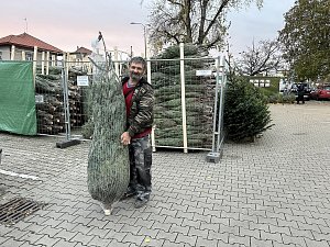 Stejně jako letos nabízí na Mělníku vánoční stromy firma sousedící s autobusovým nádražím.