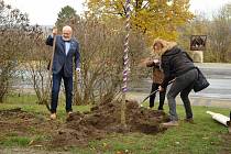 V Jungmannových sadech v Mělníku byl během sváteční neděle zasazen památný strom svobody, který městu věnoval Mělnický osvětový a okrašlovací spolek k třicátému výročí sametové revoluce.