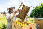 Ve Spolaně, kde loni ve spolupráci s místními včelaři začali s chovem včel a letos původní počet tří úlů ještě o dva zvýšili, už mají za sebou historicky druhé vytáčení medu.