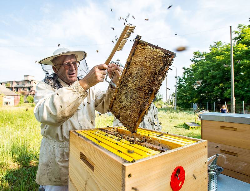 Ve Spolaně, kde loni ve spolupráci s místními včelaři začali s chovem včel a letos původní počet tří úlů ještě o dva zvýšili, už mají za sebou historicky druhé vytáčení medu.