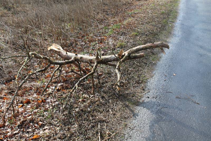 Orkán Sabine zanechal své stopy také na Kokořínsku. Polámané stromy u silnice jsou toho důkazem. Naštěstí zde prozatím nedošlo k žádné dopravní nehodě.