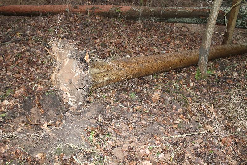 Pondělní vichřice za sebou zanechala popadané stromy také na silnici nedaleko Mšena směrem na Vrátno.