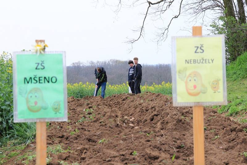 Sázení brambor v Kadlíně.