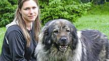 Asta je fenka šarplaninského pasteveckého psa ze Zelčína, kterou do útulku přivezli lidé poté, co její majitelku evakuovali a fenka zůstala ve vsi.