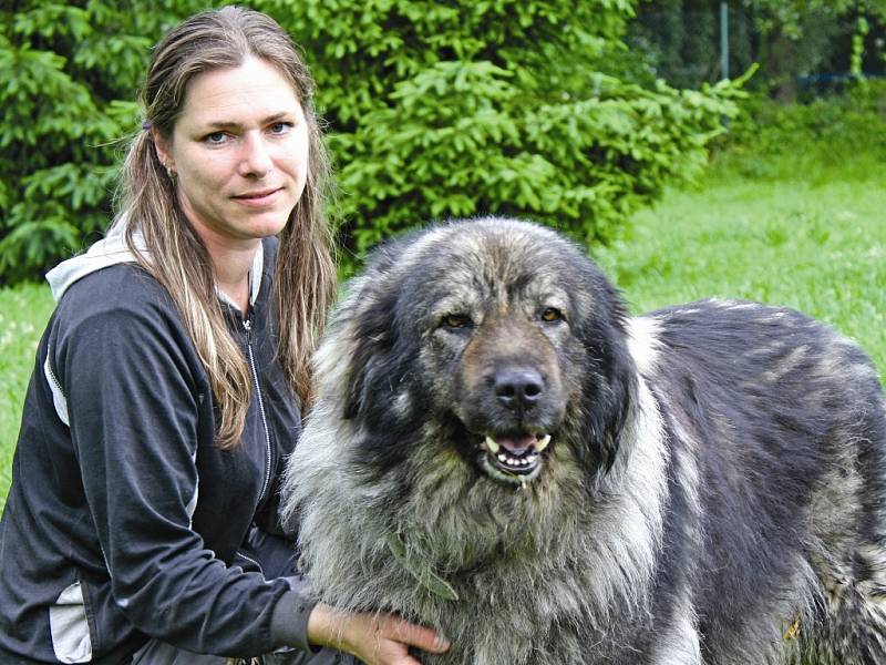 Asta je fenka šarplaninského pasteveckého psa ze Zelčína, kterou do útulku přivezli lidé poté, co její majitelku evakuovali a fenka zůstala ve vsi.