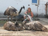 Pštrosi Emu odpolední vodní chvilky v parném létu milují, od ošetřovatelky Libuše Neveri se nehnou.