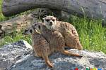 Podívejte se: V Zooparku Zelčín mají více surikat. Riki má tři nové kamarádky