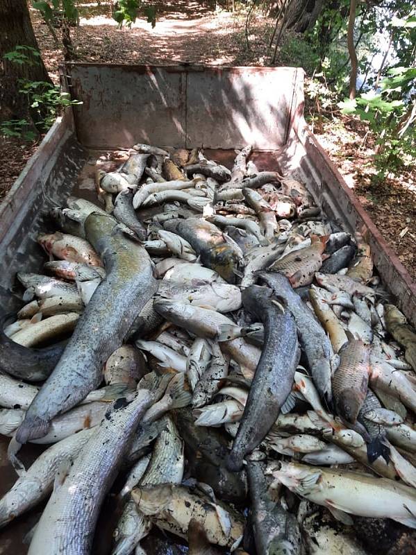 V Libišské tůni uhynulo na 8 metráků ryb.