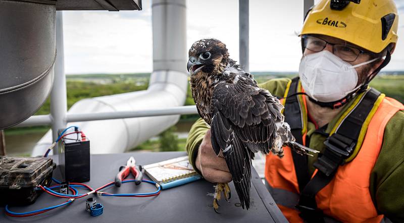 EXTERNÍ FOTOGRAFIE >>> Zdroj: archiv ORLEN Unipetrol RPA Střední Čechy (31. 5. 2021) – Radostné je letos počítání mláďat sokola stěhovavého v areálech chemických závodů na Mělnicku, kde si tito ohrožení dravci oblíbili hnízdění na vysokých komínech zajišť