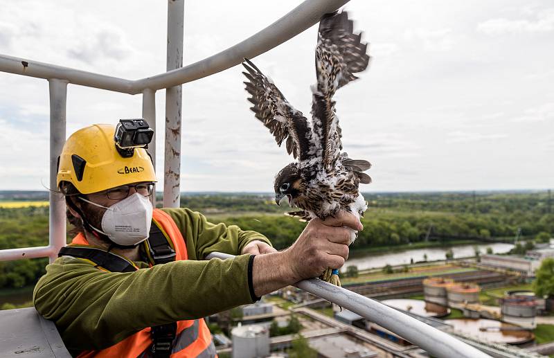 EXTERNÍ FOTOGRAFIE >>> Zdroj: archiv ORLEN Unipetrol RPA Střední Čechy (31. 5. 2021) – Radostné je letos počítání mláďat sokola stěhovavého v areálech chemických závodů na Mělnicku, kde si tito ohrožení dravci oblíbili hnízdění na vysokých komínech zajišť