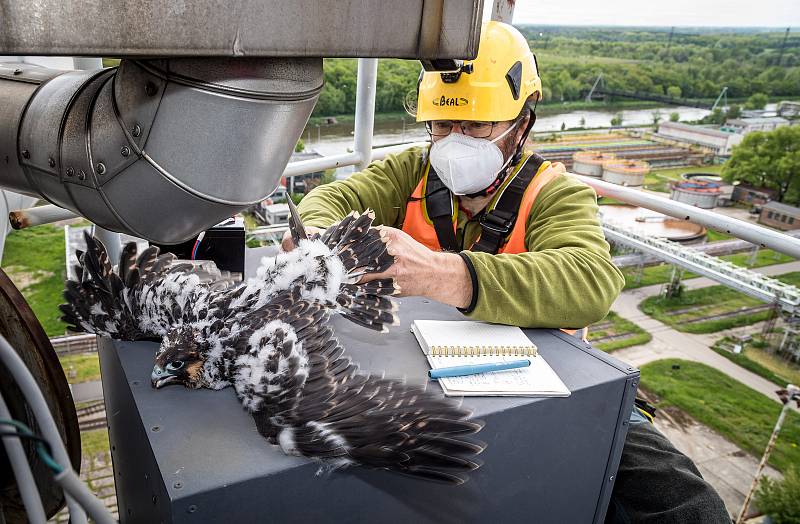 EXTERNÍ FOTOGRAFIE >>> Zdroj: archiv ORLEN Unipetrol RPA Střední Čechy (31. 5. 2021) – Radostné je letos počítání mláďat sokola stěhovavého v areálech chemických závodů na Mělnicku, kde si tito ohrožení dravci oblíbili hnízdění na vysokých komínech zajišť