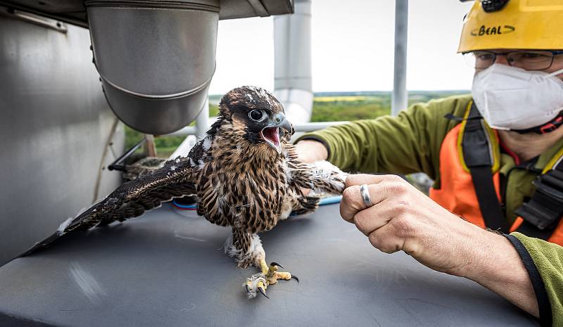 EXTERNÍ FOTOGRAFIE >>> Zdroj: archiv ORLEN Unipetrol RPA Střední Čechy (31. 5. 2021) – Radostné je letos počítání mláďat sokola stěhovavého v areálech chemických závodů na Mělnicku, kde si tito ohrožení dravci oblíbili hnízdění na vysokých komínech zajišť